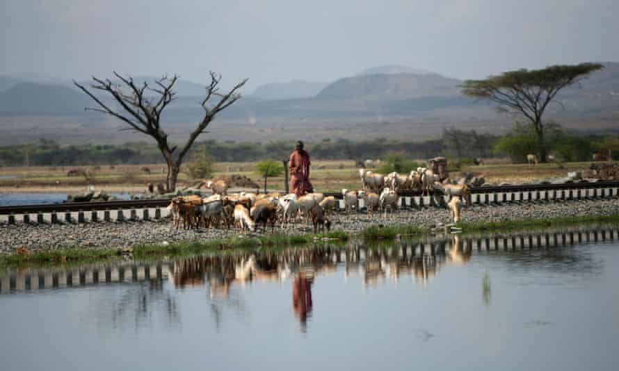 Man Conducting Cattle Along The Railway At Lake Basaka, Metehara, Ethiopia