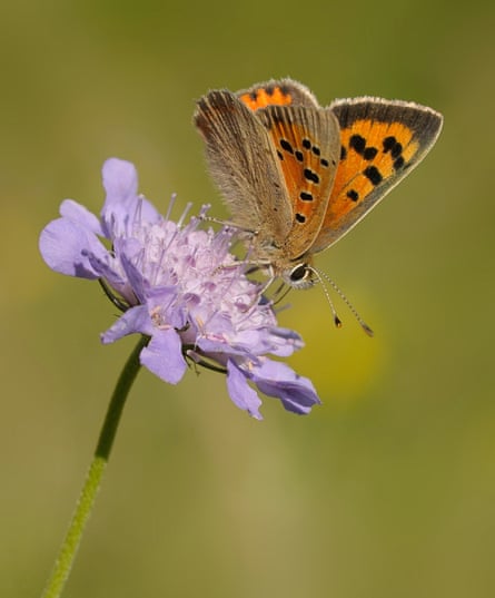 A small copper on a purple flower