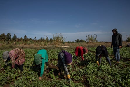 Women working in the fields in the Qleeiat area in northern Lebanon