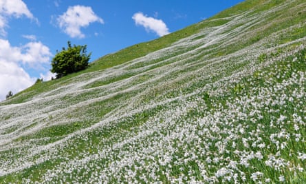 Wild white narcissi on the slopes of Golica.