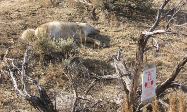 A dead animal lies near a poison warning sign in New Mexico.