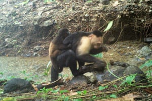 Video footage shoes a baby howler monkey clinging onto a young adult male capuchin monkey on Jicarón Island, Panama. Scientists have spotted surprising evidence of what they describe as monkey kidnappings while reviewing video footage from a small Panamanian island. Capuchin monkeys were seen carrying at least 11 howler babies between 2022 and 2023.
