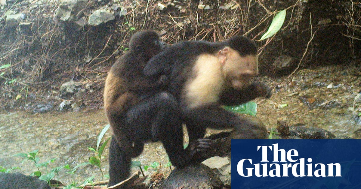 Video suggests capuchin monkeys kidnap' baby howler monkeys, scientists say