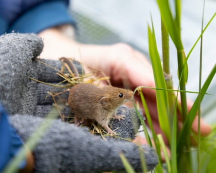 A small harvest mouse sniffing grass in the palm of a person wearing grey gloves.