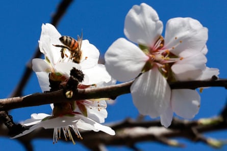 A bee pollinates almond blossom in an orchard in Riverdale, California.