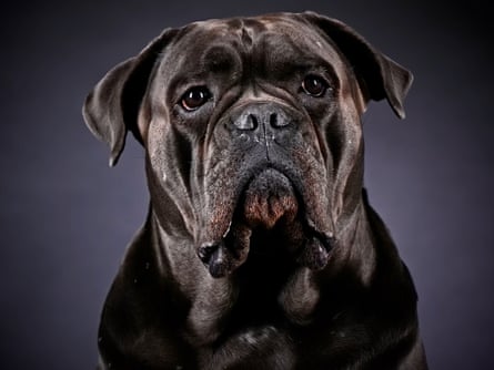 Cane corsos have become a popular status dog