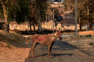 A brown horse in the middle of a road with raw burns on its body