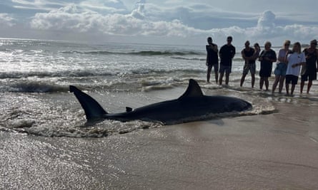 Great White Shark Washes Up on Beach, Shocking Crowd