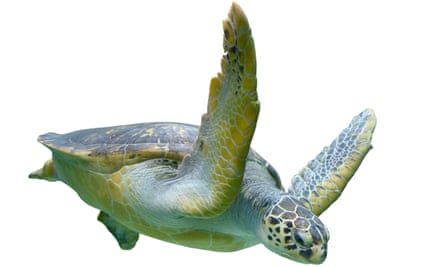Sea turtles are among the wildlife adversely affected by light pollution.