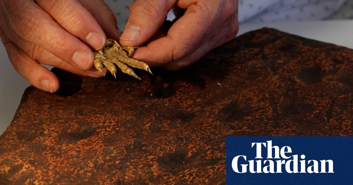 Turning point': claw print fossils found in Australia rewrite story of amniotes by 40 million years