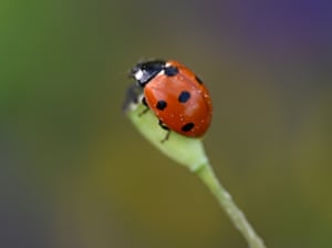 A ladybird perches on a flower