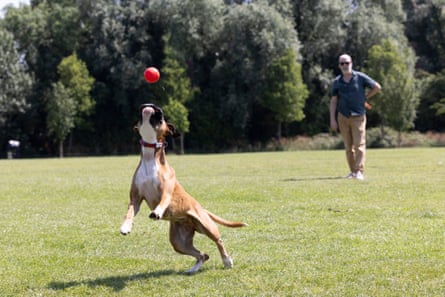 Dusty at play.