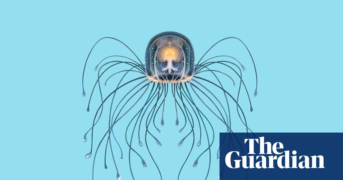 ‘When you kill it, it doesn’t die’: the jellyfish that has cracked the secret of immortality