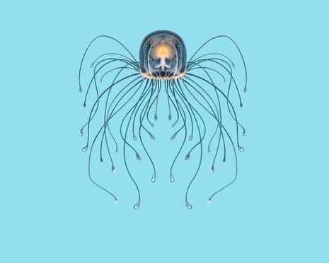 The immortal jellyfish