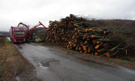Felled trees in Eastern Slovakia