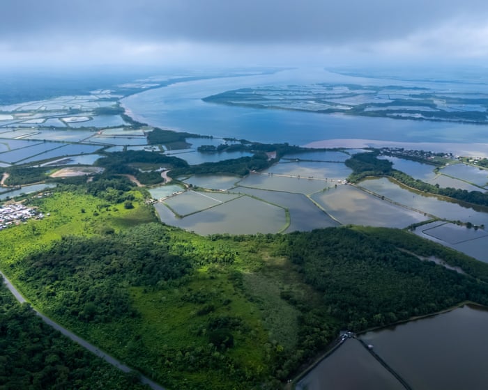 How the world’s voracious appetite for shrimp is destroying Ecuador’s mangroves