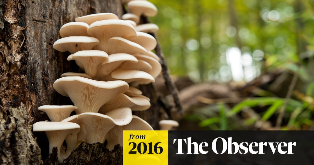 Free For All By Wild Mushroom Pickers Puts Woodland Habitats At
