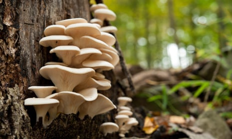 Oyster mushrooms growing on a tree. Foraging in British forests has increased massively in recent years.