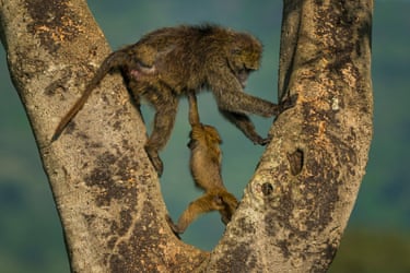 An infant olive baboon and an adult between a branch of a tree. The infant appears to be holding up the adult