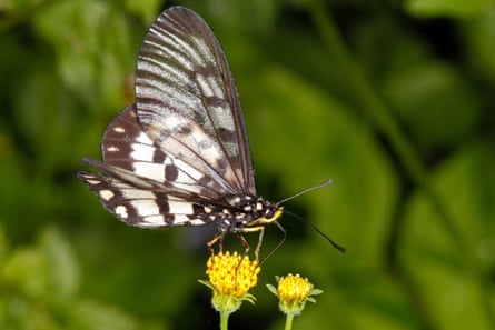 A brown and white butterfly lands on a small yellow flower in a garden