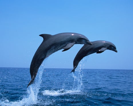 ‘Scavenger’ dolphins increasingly rely on trawlers for food in overfished Adriatic, say scientists ‘Scavenger’ dolphins increasingly rely on trawlers for food in overfished Adriatic, say scientists