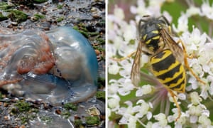 A jellyfish and a wasp