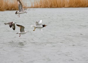 Pallas seagulls fly over the Aral Sea outside the village of Karateren, south-western Kazakhstan