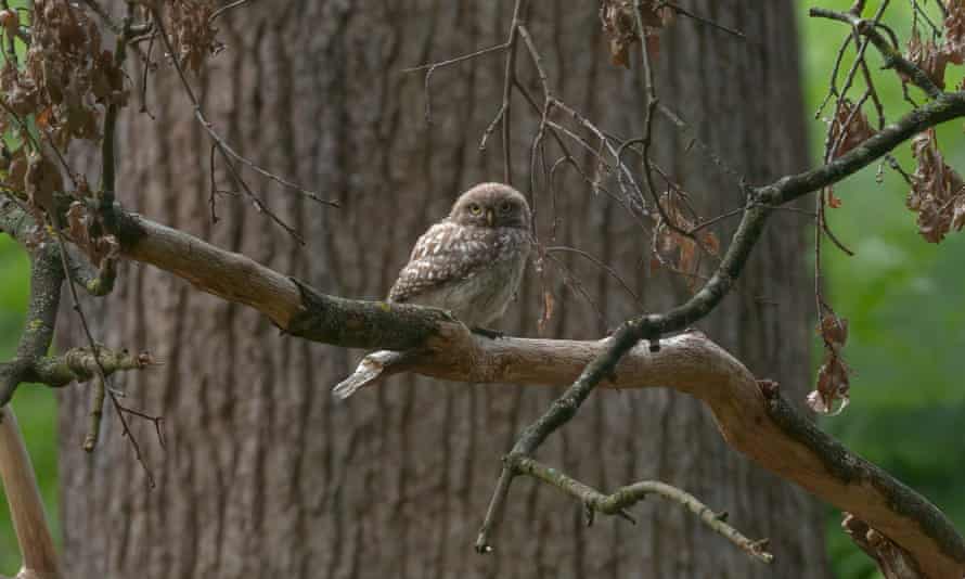 A juvenile little owl spotted in Bushy Park, south-west London.