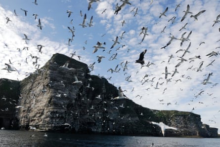 Northern gannet (Sula bassana) flock in flight over nest colony site, Shetland Islands, Scotland, UK. 25 August