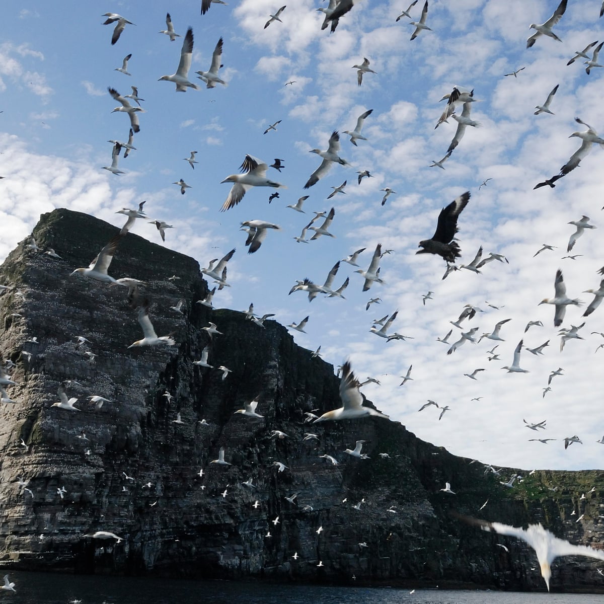 Eerie silence falls on Shetland cliffs that once echoed to seabirds' cries  | Birds | The Guardian
