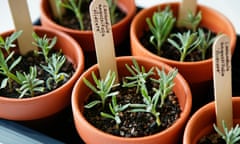 Tray of prepared cuttings of lavender (Lavandula Angustifolia Hidcote).