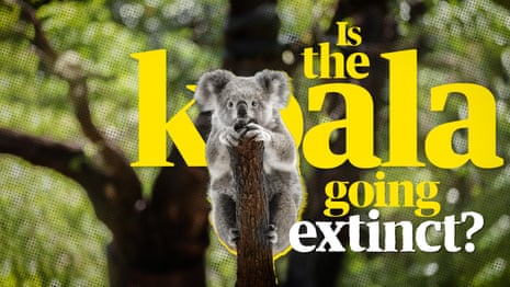 Australia's koala is now officially endangered. Are koalas becoming extinct? – video explainer