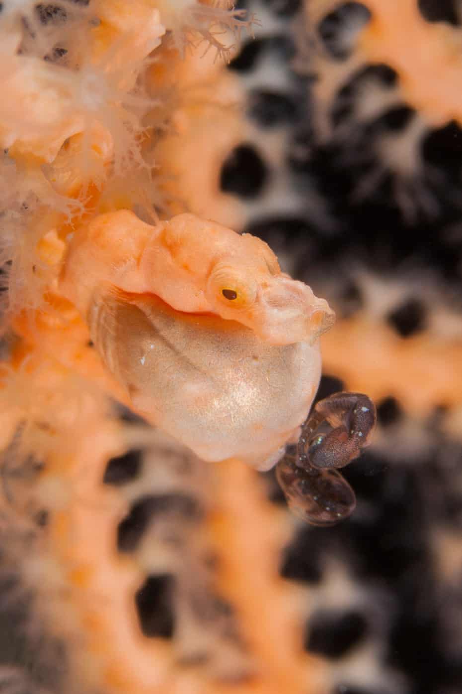 オスデニスのピグミータツノオトシゴから生まれた二つの稚魚。