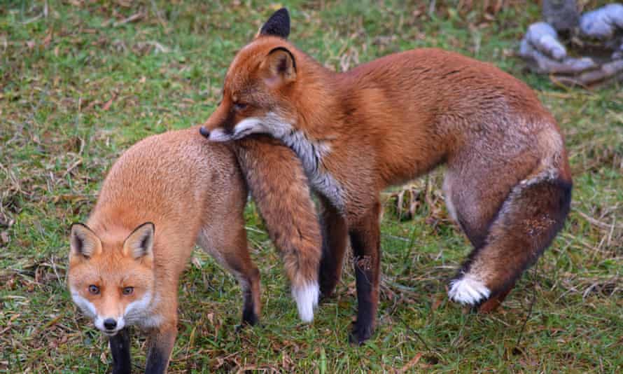 Foxes in Ben's back garden in Fleetwood, Lancashire from 7 February.