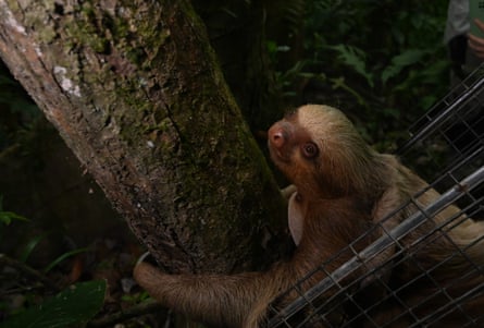 A sloth is released after wildlife authorities found it stranded in Puerto Maldonado, the region’s capital city.