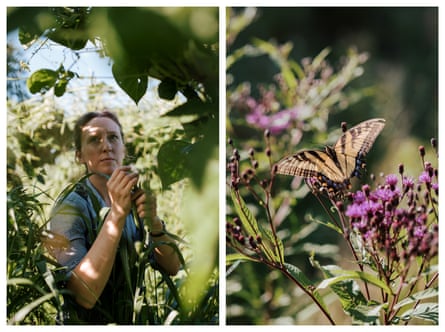 Amy Dawson of Lost Creek Farm searches for beans in the garden. An eastern swallowtail butterfly lands on purple giant ironweed flowers at Lost Creek Farm.