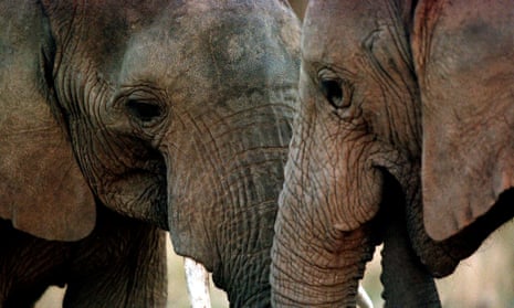 An elephant is killed every 15 minutes on average due to the poaching crisis