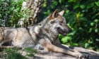 Wolf attack at French zoo leaves woman fighting for life