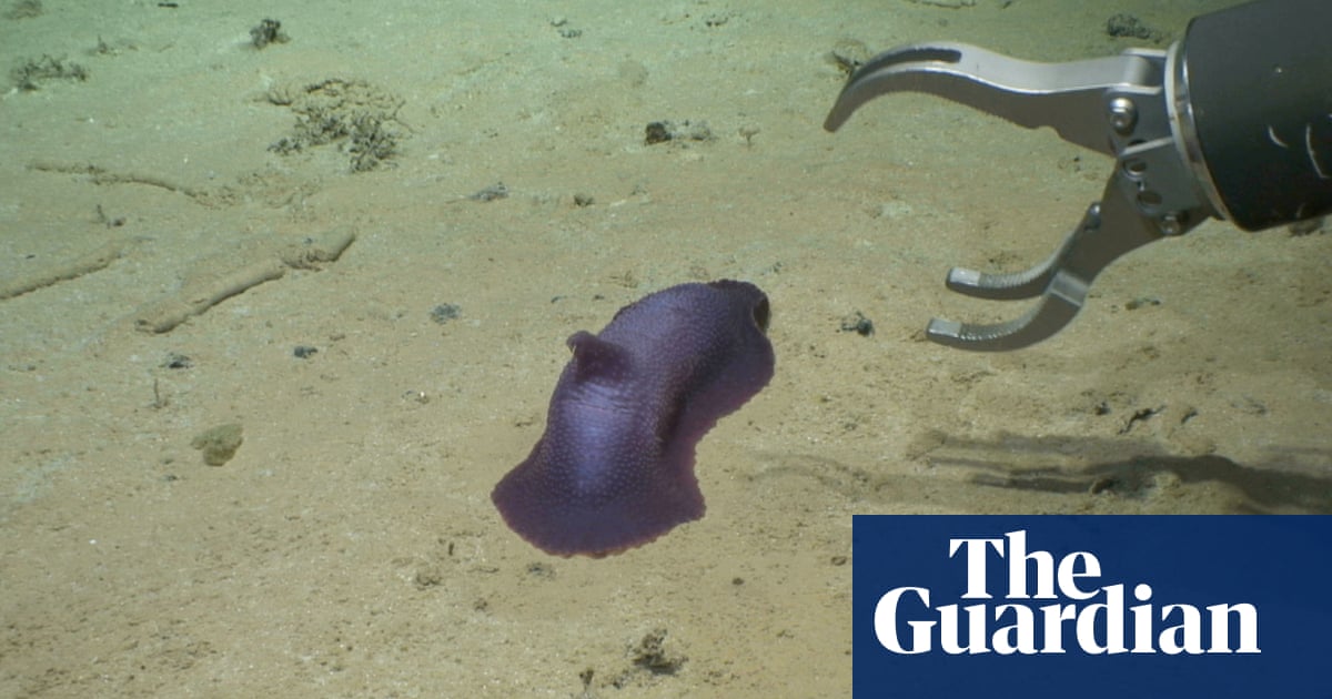 scientists-find-30-potential-new-species-at-bottom-of-ocean