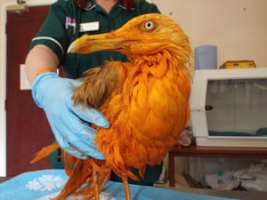 Staff who treated the seagull managed to wash away the colour – but not the smell – of curry.