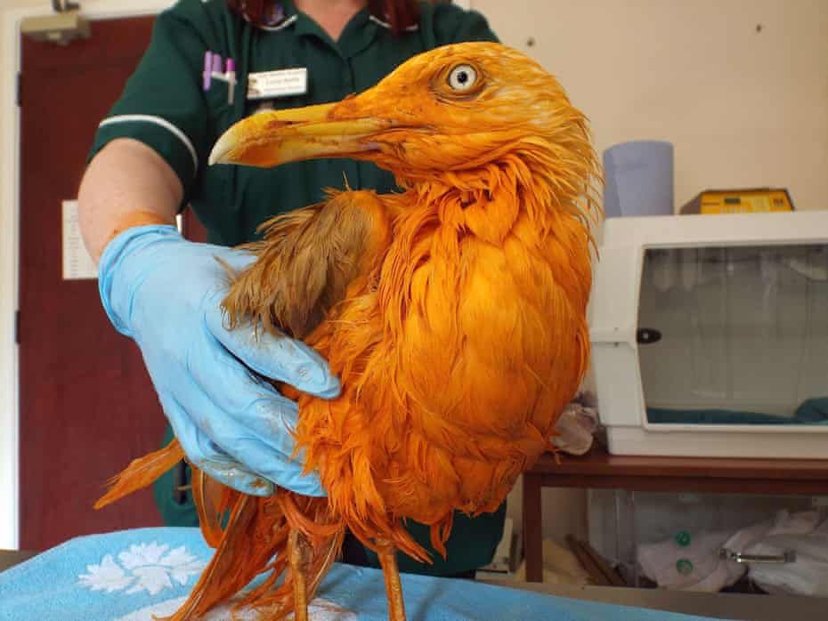 Staff who treated the seagull managed to wash away the colour – but not the smell – of curry.