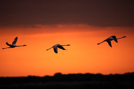 Three flamingos flying against an orange sky