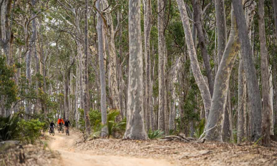 A trip to Mimosa Rocks national park is worth it for the spotted gum forests alone.