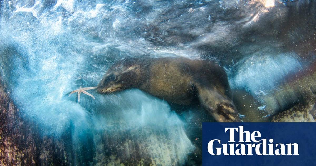 2016 wildlife photographer of the year - winners in pictures