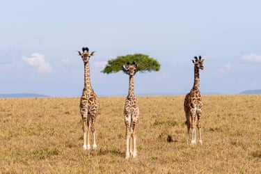 Three giraffes stand on dry savanna of the Maasai Mara, Kenya. The middle one is in front of a tree whose green leaves make them look as if they have a big green hairdo