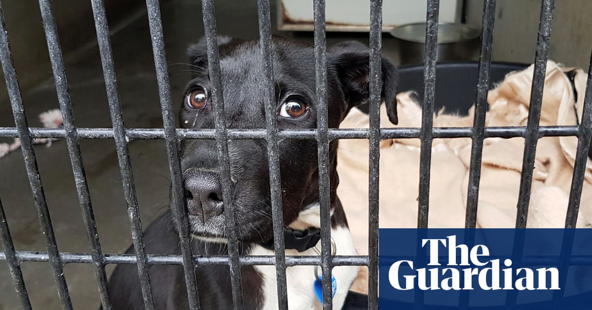 ‘Heartbreaking choice’: families forced to give up dogs and cats as Australia’s rental crisis bites