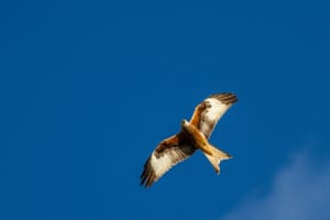 A red kite