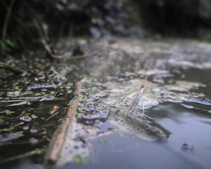 Mayors and other local leaders could be given powers to oversee water firms