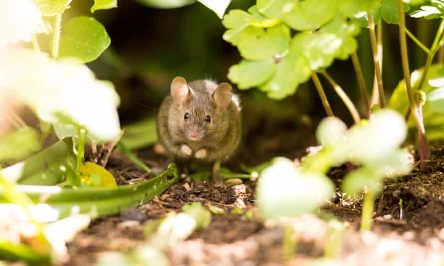 Mouse in flowerbed