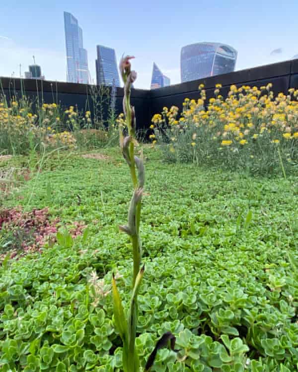 The rare orchid found on the roof of the Nomura bank in the City of London.